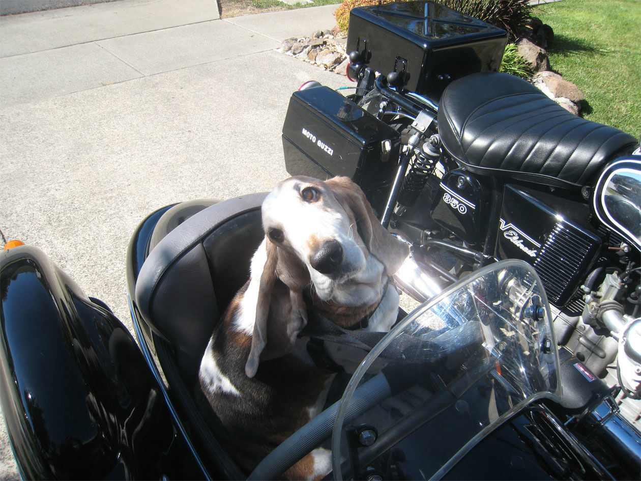 Pic of the Litter: Fonzi